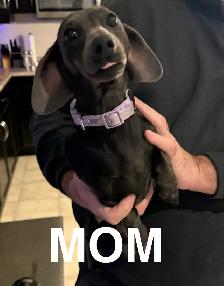 Purebred Miniature, Dachshund Puppies Available - Photo 5