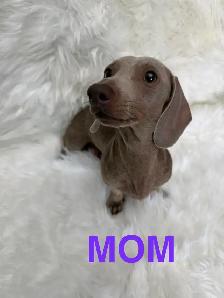 Purebred Miniature, Dachshund Puppies Available - Photo 6