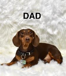 Purebred Miniature, Dachshund Puppies Available - Photo 7