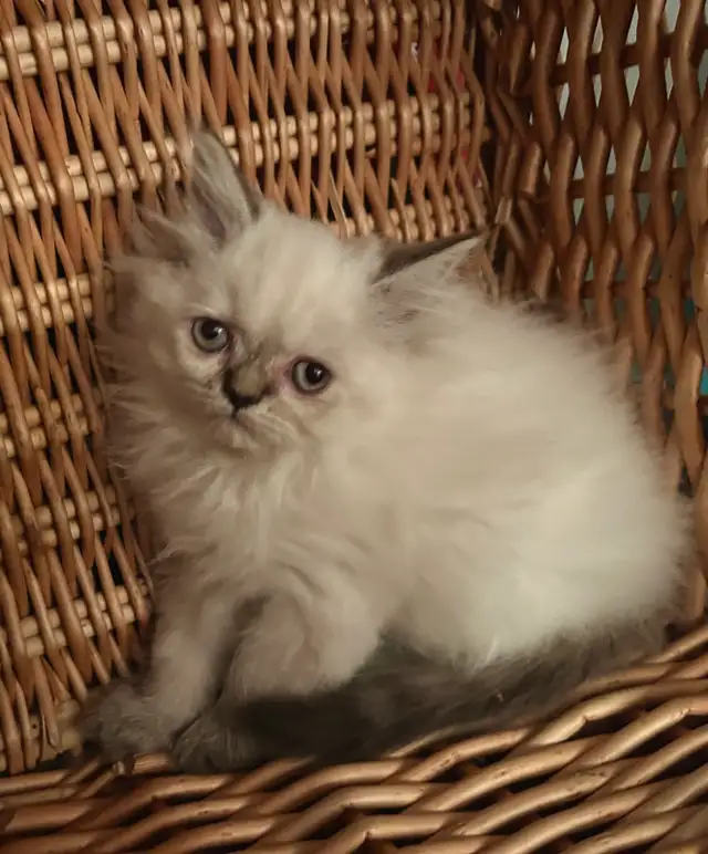 Chaton Himalayen