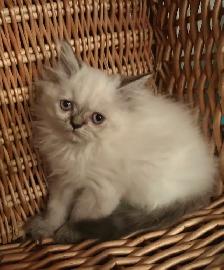 Chaton Himalayen