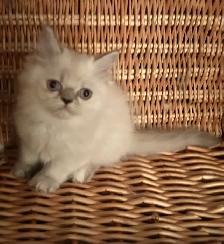 Chaton Himalayen - Photo 2