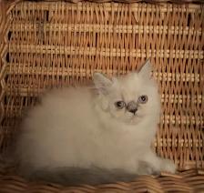 Chaton Himalayen - Photo 3