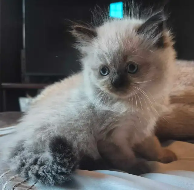 1 male ragdoll kitten ready for his forever home!