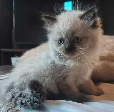 1 male ragdoll kitten ready for his forever home!