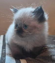 1 male ragdoll kitten ready for his forever home! - Photo 2