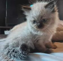 1 male ragdoll kitten ready for his forever home! - Photo 3
