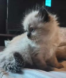 1 male ragdoll kitten ready for his forever home! - Photo 4