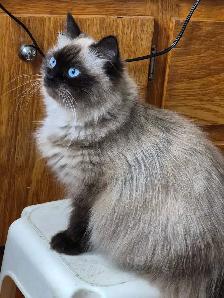 1 male ragdoll kitten ready for his forever home! - Photo 5