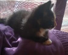ONLY one left. Sweet kittens ready for adoption