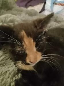 ONLY one left. Sweet kittens ready for adoption - Photo 2
