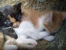 ONLY one left. Sweet kittens ready for adoption - Photo 3