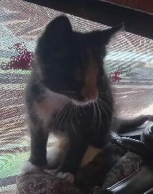 ONLY one left. Sweet kittens ready for adoption - Photo 4