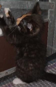 ONLY one left. Sweet kittens ready for adoption - Photo 5