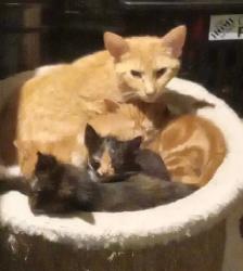 ONLY one left. Sweet kittens ready for adoption - Photo 6