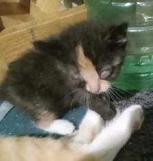 ONLY one left. Sweet kittens ready for adoption - Photo 7