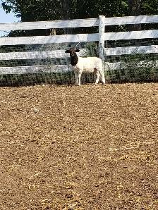 Purebred Dorper Ram Lambs