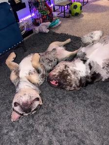 DOG SITTING / DOG WALKER available - Photo 4
