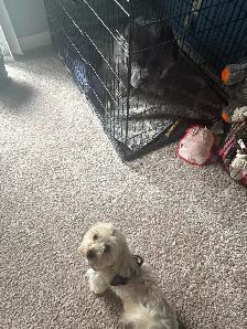 DOG SITTING / DOG WALKER available - Photo 6