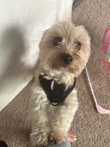DOG SITTING / DOG WALKER available - Photo 7