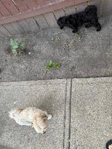 DOG SITTING / DOG WALKER available - Photo 8