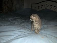 SNOW LYNX  SCOTTISH FOLD /  lynx neige pli écossais - Photo 8