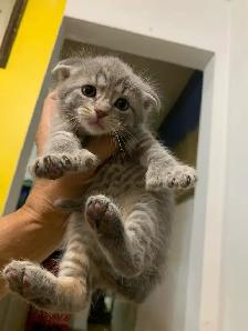 SNOW LYNX  SCOTTISH FOLD /  lynx neige pli écossais - Photo 9