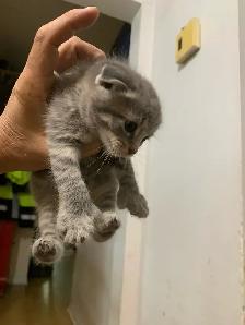 SNOW LYNX  SCOTTISH FOLD /  lynx neige pli écossais - Photo 10