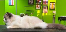 Weekend Dog and Cat Grooming APPTS Available! - Photo 2