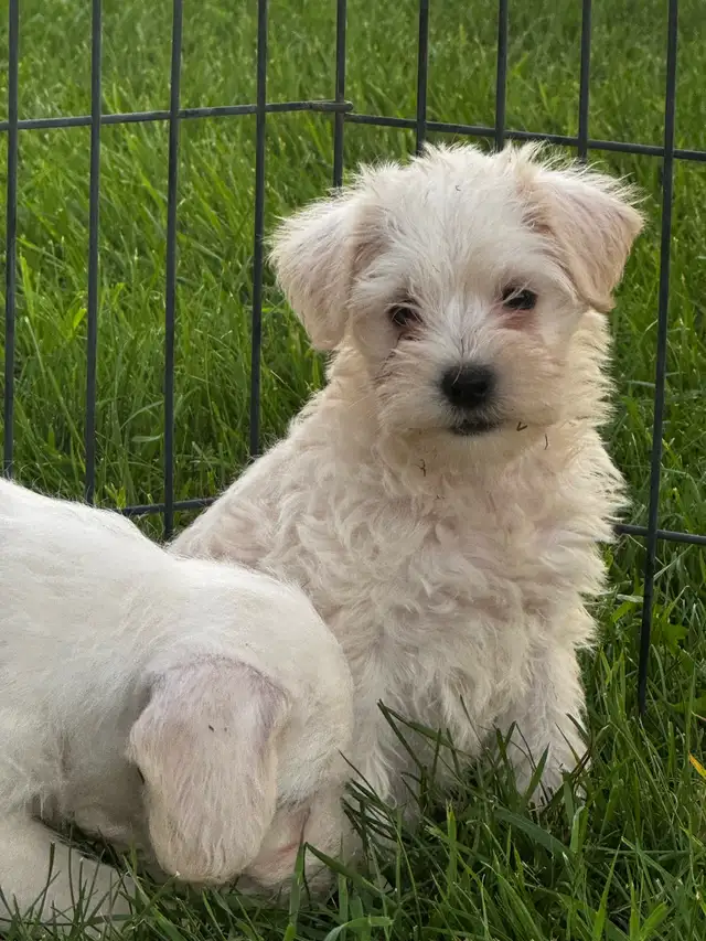 Chiots Schnoodle (schnauzer nain x caniche miniature)