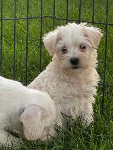 Chiots Schnoodle (schnauzer nain x caniche miniature)