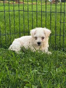 Chiots Schnoodle (schnauzer nain x caniche miniature) - Photo 2