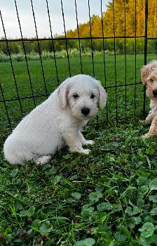 Chiots Schnoodle (schnauzer nain x caniche miniature) - Photo 3