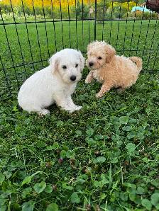 Chiots Schnoodle (schnauzer nain x caniche miniature) - Photo 4