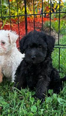 Chiots Schnoodle (schnauzer nain x caniche miniature) - Photo 5