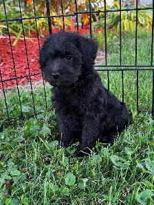 Chiots Schnoodle (schnauzer nain x caniche miniature) - Photo 6