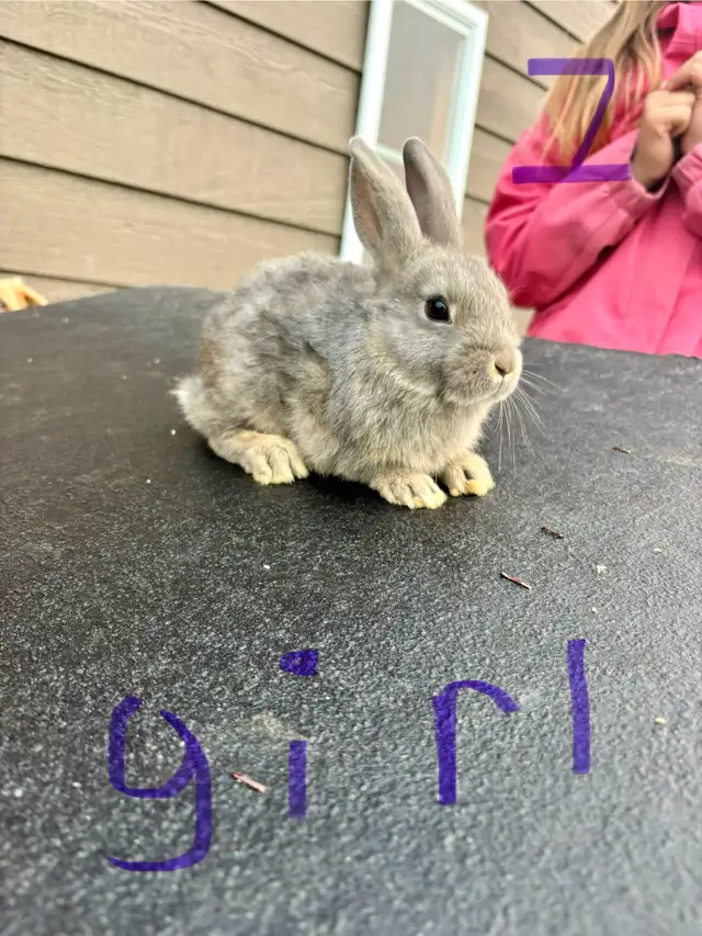 baby bunnies