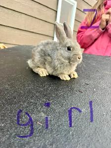baby bunnies