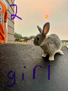baby bunnies - Photo 2