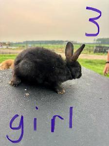 baby bunnies - Photo 3