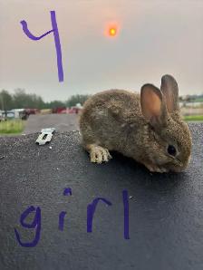 baby bunnies - Photo 4