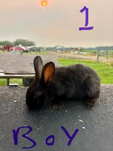baby bunnies - Photo 5