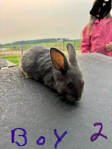 baby bunnies - Photo 6