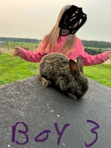 baby bunnies - Photo 7