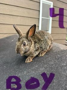 baby bunnies - Photo 8