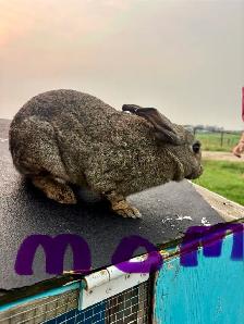 baby bunnies - Photo 9