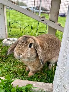 baby bunnies - Photo 10