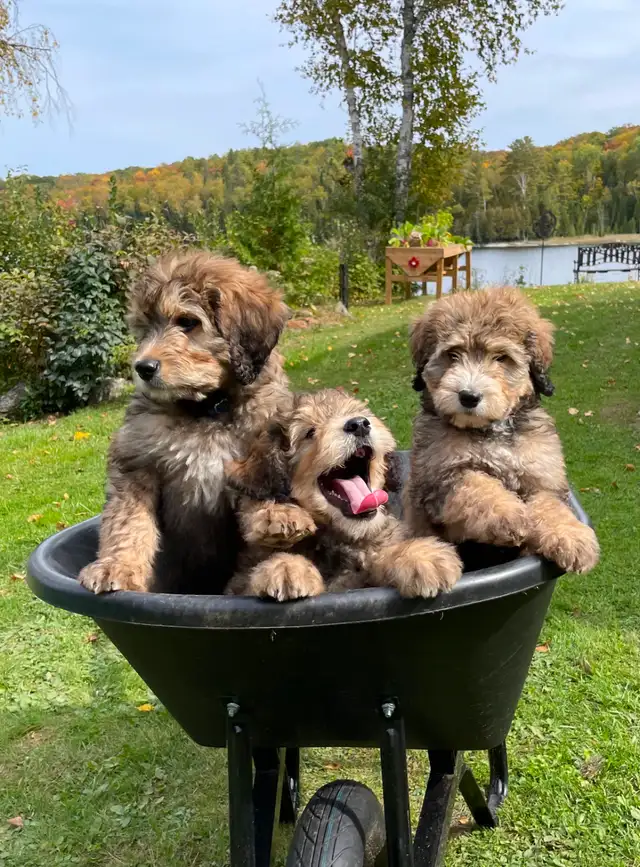 Bernedoodle Bliss - Holisticly Raised - Therapy Dog Readiness