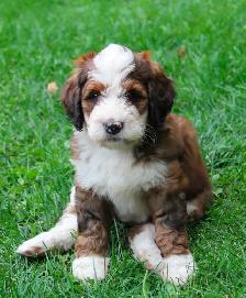 Bernedoodle Bliss - Holisticly Raised - Therapy Dog Readiness - Photo 2