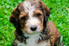 Bernedoodle Bliss - Holisticly Raised - Therapy Dog Readiness - Photo 3
